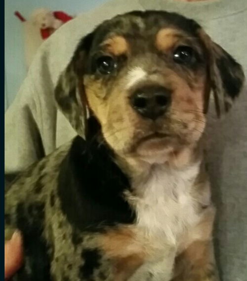D14 Litter-Hops-ADOPTED