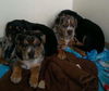 D14 Litter-Hops-ADOPTED
