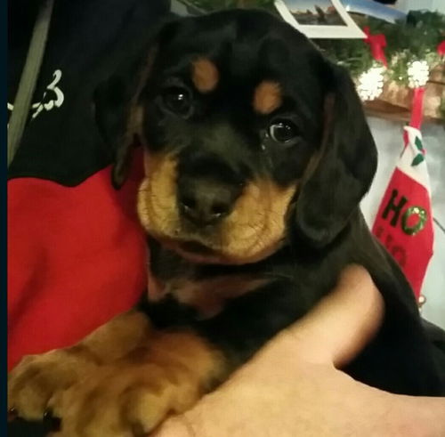 D14 Litter-Rose-ADOPTED