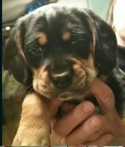 D14 Litter-Jasmine-ADOPTED