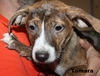 D15 Litter-Tamara-ADOPTED