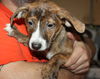 D15 Litter-Tamara-ADOPTED