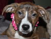 D15 Litter-Tamara-ADOPTED