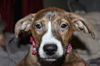 D15 Litter-Tamara-ADOPTED