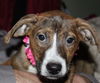 D15 Litter-Tamara-ADOPTED