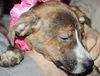 D15 Litter-Tamara-ADOPTED