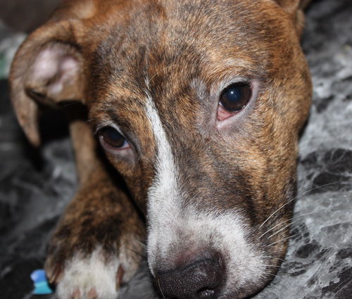 D15 Litter-Tamara-ADOPTED
