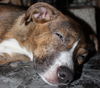 D15 Litter-Tamara-ADOPTED