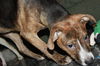 D15 Litter-Tamara-ADOPTED