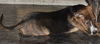 D15 Litter-Tamara-ADOPTED