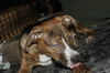 D15 Litter-Tamara-ADOPTED