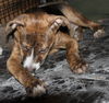 D15 Litter-Tamara-ADOPTED