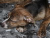 D15 Litter-Tamara-ADOPTED