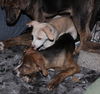 D15 Litter-Tamara-ADOPTED