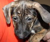 D15 Litter-Nick-ADOPTED