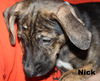 D15 Litter-Nick-ADOPTED