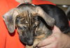 D15 Litter-Nick-ADOPTED