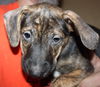 D15 Litter-Nick-ADOPTED