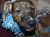 D15 Litter-Nick-ADOPTED