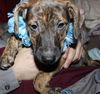 D15 Litter-Nick-ADOPTED