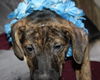 D15 Litter-Nick-ADOPTED