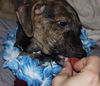 D15 Litter-Nick-ADOPTED