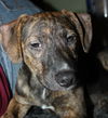 D15 Litter-Nick-ADOPTED