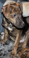 D15 Litter-Nick-ADOPTED