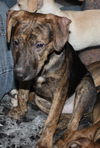D15 Litter-Nick-ADOPTED
