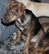 D15 Litter-Nick-ADOPTED