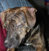 D15 Litter-Nick-ADOPTED
