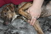 D15 Litter-Nick-ADOPTED