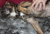 D15 Litter-Nick-ADOPTED