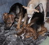 D15 Litter-Nick-ADOPTED