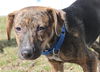 D15 Litter-Nick-ADOPTED