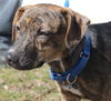 D15 Litter-Nick-ADOPTED