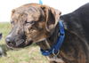 D15 Litter-Nick-ADOPTED