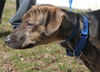 D15 Litter-Nick-ADOPTED