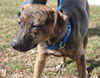 D15 Litter-Nick-ADOPTED