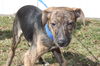 D15 Litter-Nick-ADOPTED