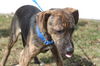 D15 Litter-Nick-ADOPTED