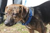 D15 Litter-Nick-ADOPTED