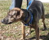 D15 Litter-Nick-ADOPTED