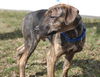 D15 Litter-Nick-ADOPTED