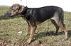 D15 Litter-Nick-ADOPTED