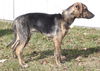D15 Litter-Nick-ADOPTED