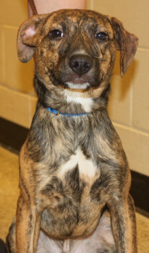 D15 Litter-Nick-ADOPTED