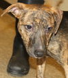 D15 Litter-Nick-ADOPTED