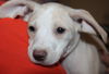 D15 Litter-Amanda-ADOPTED