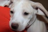 D15 Litter-Amanda-ADOPTED